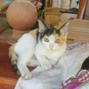 码一下游戏资产吧