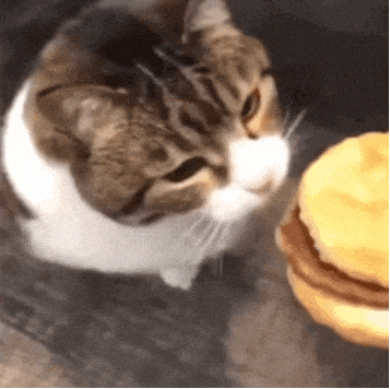 小猫🐱，你可以吃芝士汉堡