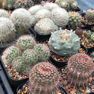 这个季节，白星明星蓄势待发