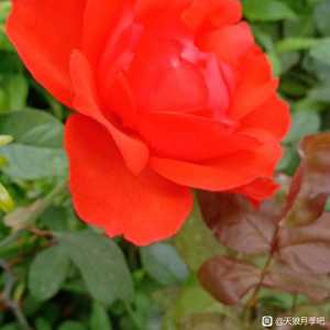 荷兰明星月季