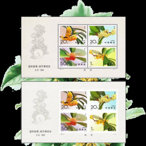 桂花无齿孔小全张