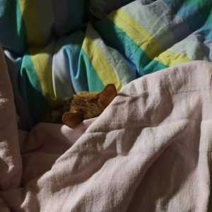 猎鹰与其选明星，不如去二线强队挖大哥