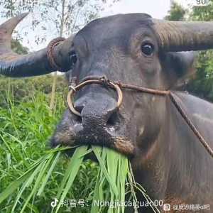 这游戏现在是什么风气？