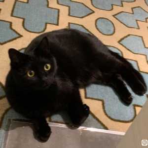 坏了，?真变成猫腻了