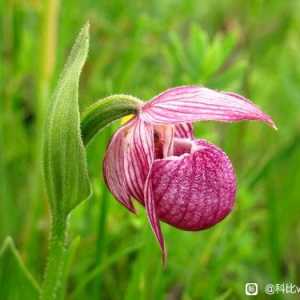 科学网：植物的感官世界（转载）