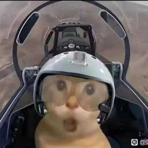 长期寄养的真的会长期寄养吗