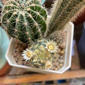 白花明星丸开花