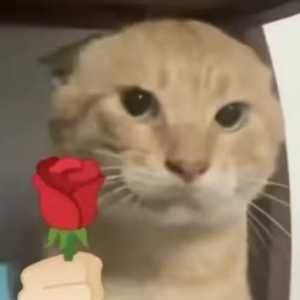 关于现排位机制与哈夫币存量激增的主观看法，欢迎谈论