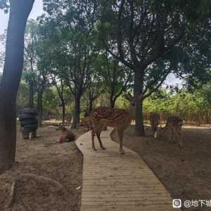 **策划，玩nmd文字游戏，转职书多会给?