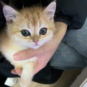 今天的猫明星