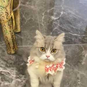 萌新提问?关于普通会员和高级会员