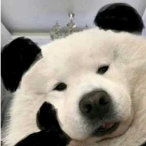 继续上个话题，有人叽叽喳喳显存这个事儿，那我告诉你…