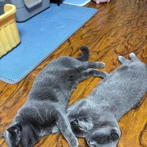 基德让我彻底放弃猛龙卡！