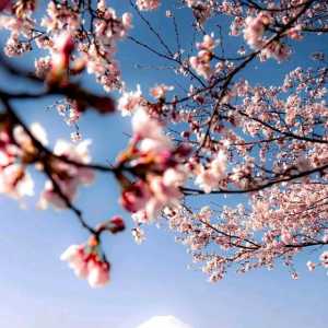 有没有巅峰现在1800以上的女中单和游走