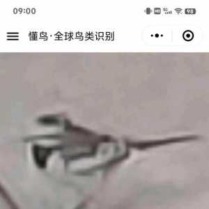 震惊?，某可爱呆萌明星小鸟的真实身份竟然是……