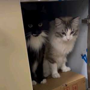 王者荣耀同人文——《绿奴云中君》