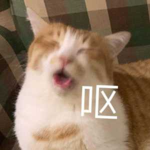 这只可爱脑子坏了，明知故犯，给骗局新低分小号当狗，协同作恶