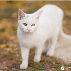 校园里的猫学长，真的太治愈啦?