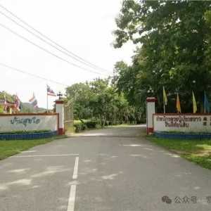 【紫薇】黄龙王为何不如白龙王？