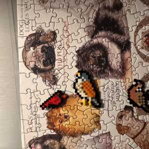 鸟类全明星（2）