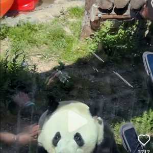 北京动物园现在最火的明星是下面这位吧？