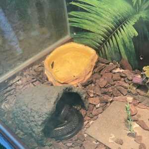 分享下安吉中南百草园的几位大明星