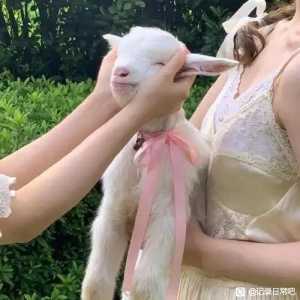 女明星日记plog?