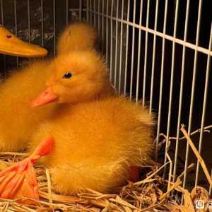 问下游戏首发有ps5版吗？？？还有就是游戏要等明年