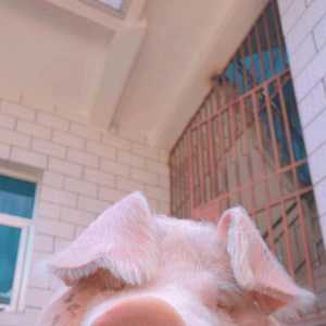 哇，女明星！女明星！