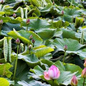 夏日赏荷图鉴，您有新的头像请查收